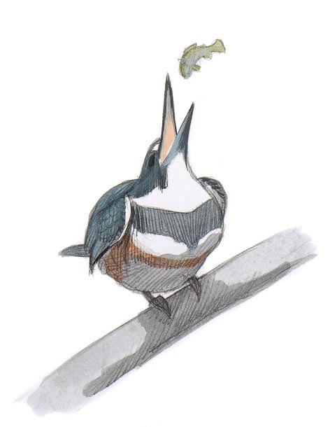 Hawk Vintage Bird Colour Sketch In Wooden Frame