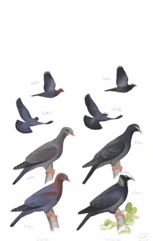 Red-billed Pigeon and White-crowned Pigeon - original art from the Sibley Guide to Birds