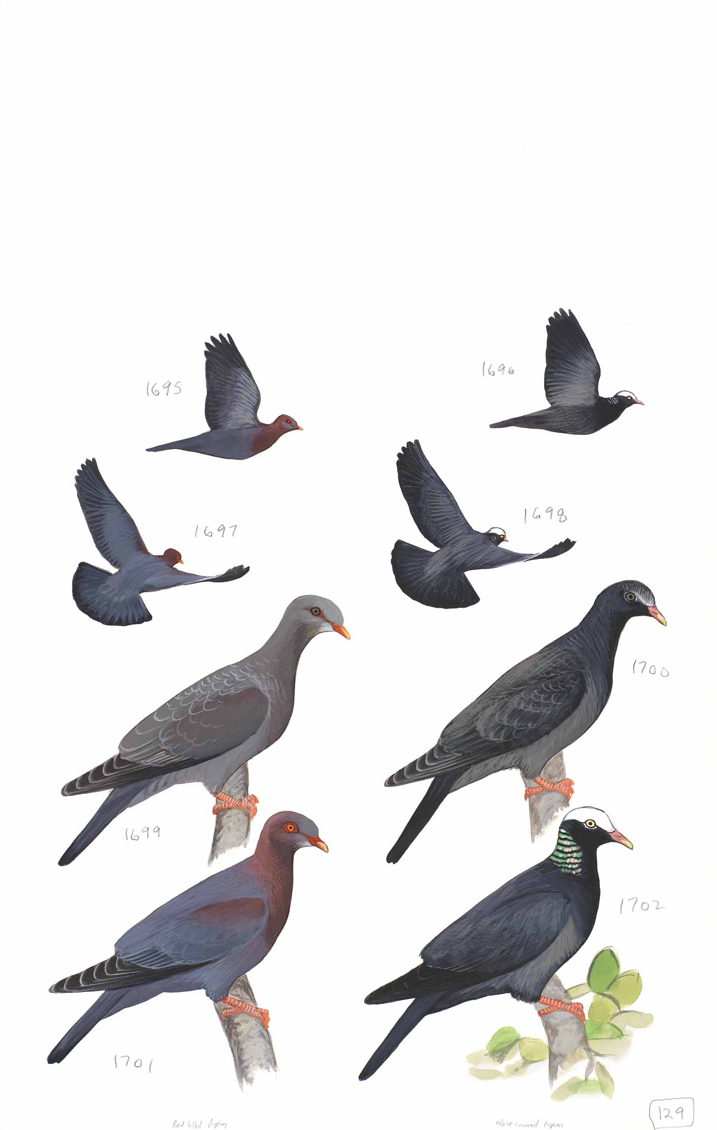 Red-billed Pigeon and White-crowned Pigeon - original art from the Sibley Guide to Birds