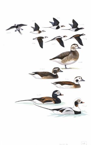 Long-tailed Duck - original art from the Sibley Guide to Birds