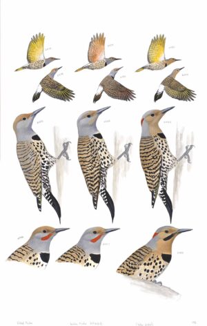 Northern Flicker and Gilded Flicker - original art from the Sibley Guide to Birds