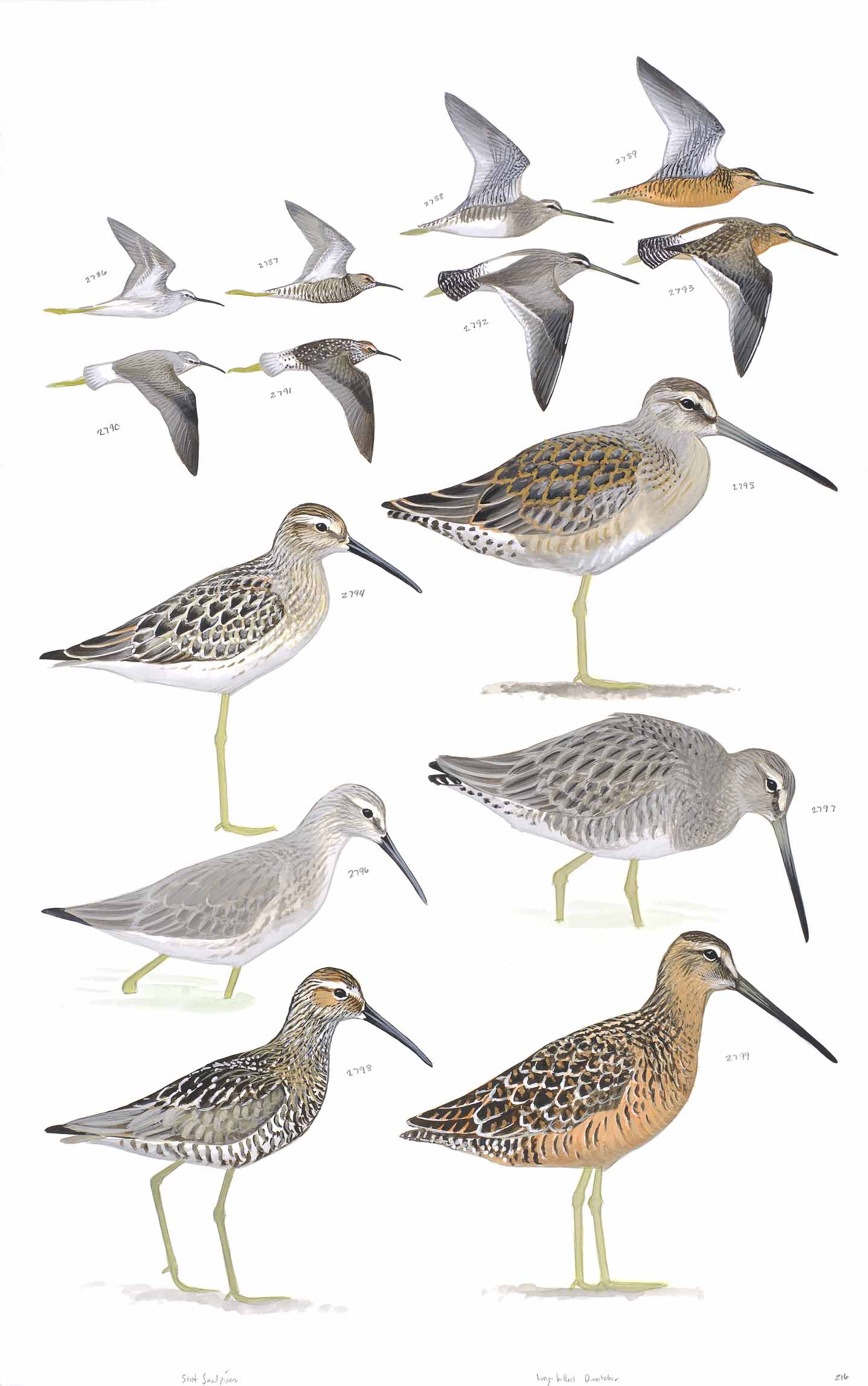 Stilt Sandpiper and Long-billed Dowitcher - original art from the Sibley Guide to Birds