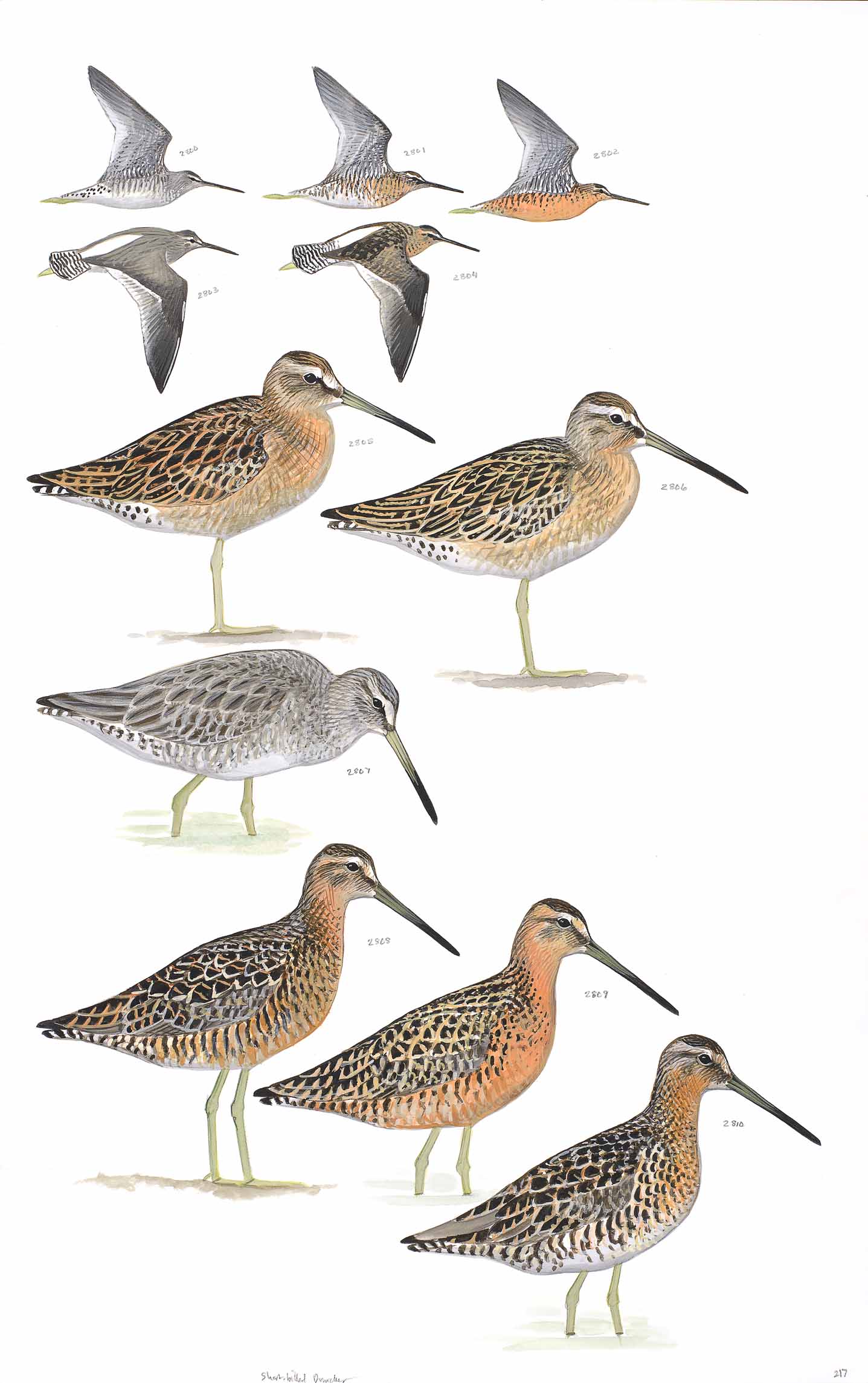 Short-billed Dowitcher - original art from the Sibley Guide to Birds (Copy)