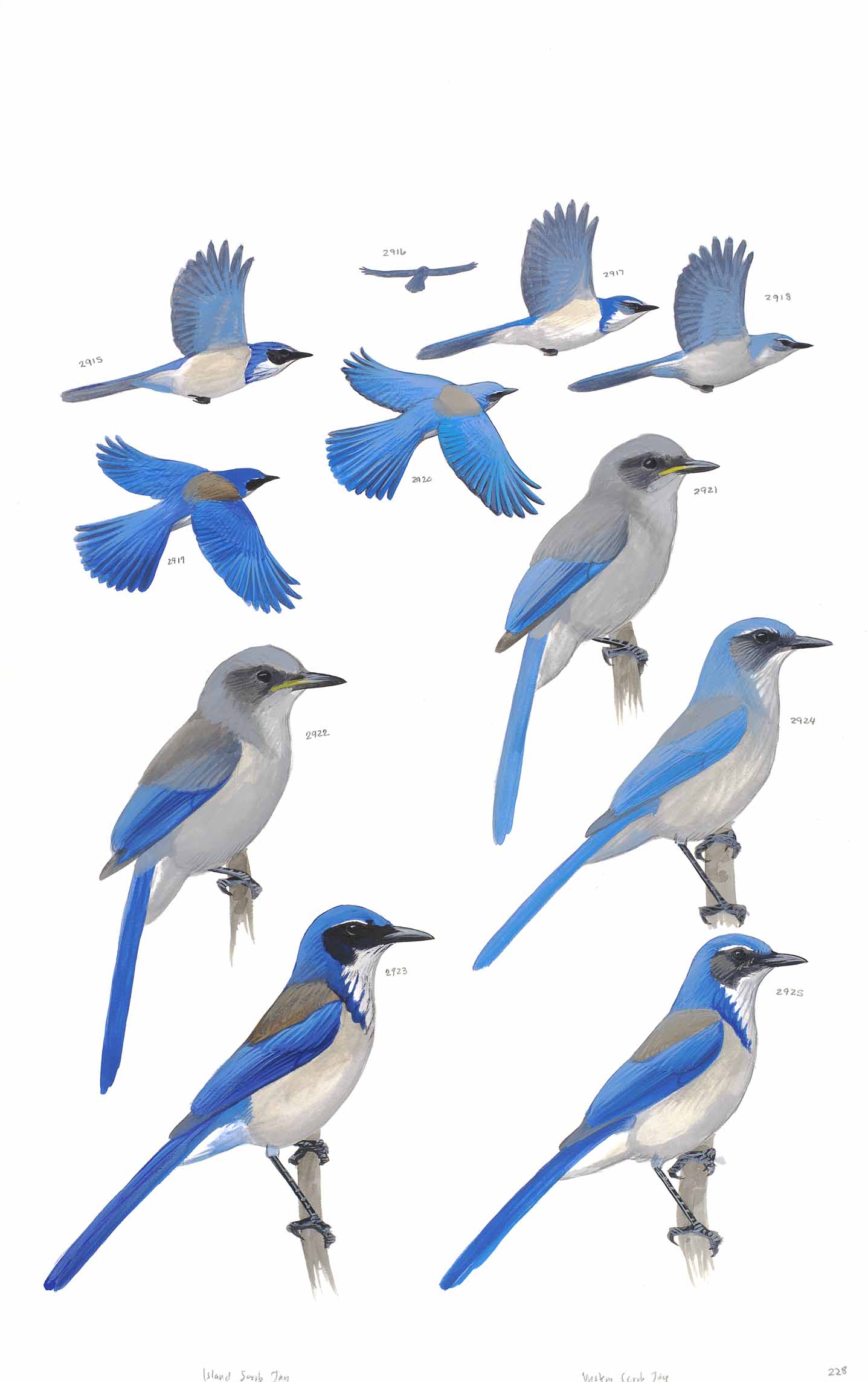 Scrub-Jays - original art from the Sibley Guide to Birds
