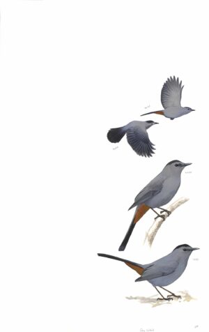 Gray Catbird - original art from the Sibley Guide to Birds