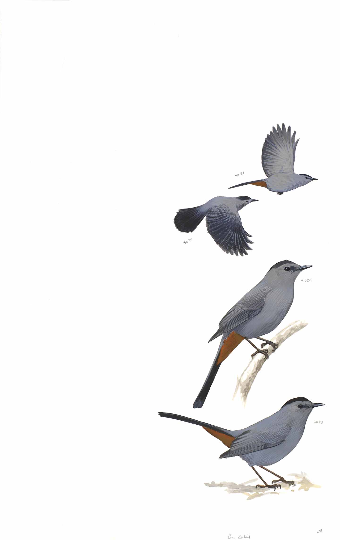 Gray Catbird - original art from the Sibley Guide to Birds