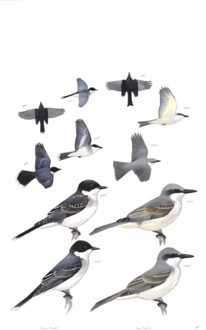Eastern Kingbird and Gray Kingbird - original art from the Sibley Guide to Birds