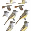 Original art from the Sibley Guide to Birds is now available