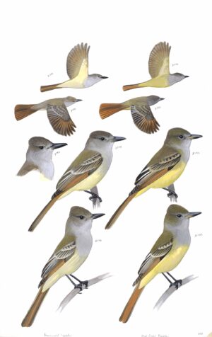 Brown-crested Flycatcher and Great Crested Flycatcher - original art from the Sibley Guide to Birds