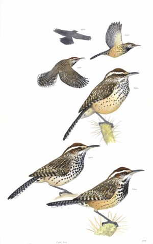 Cactus Wren - original art from the Sibley Guide to Birds