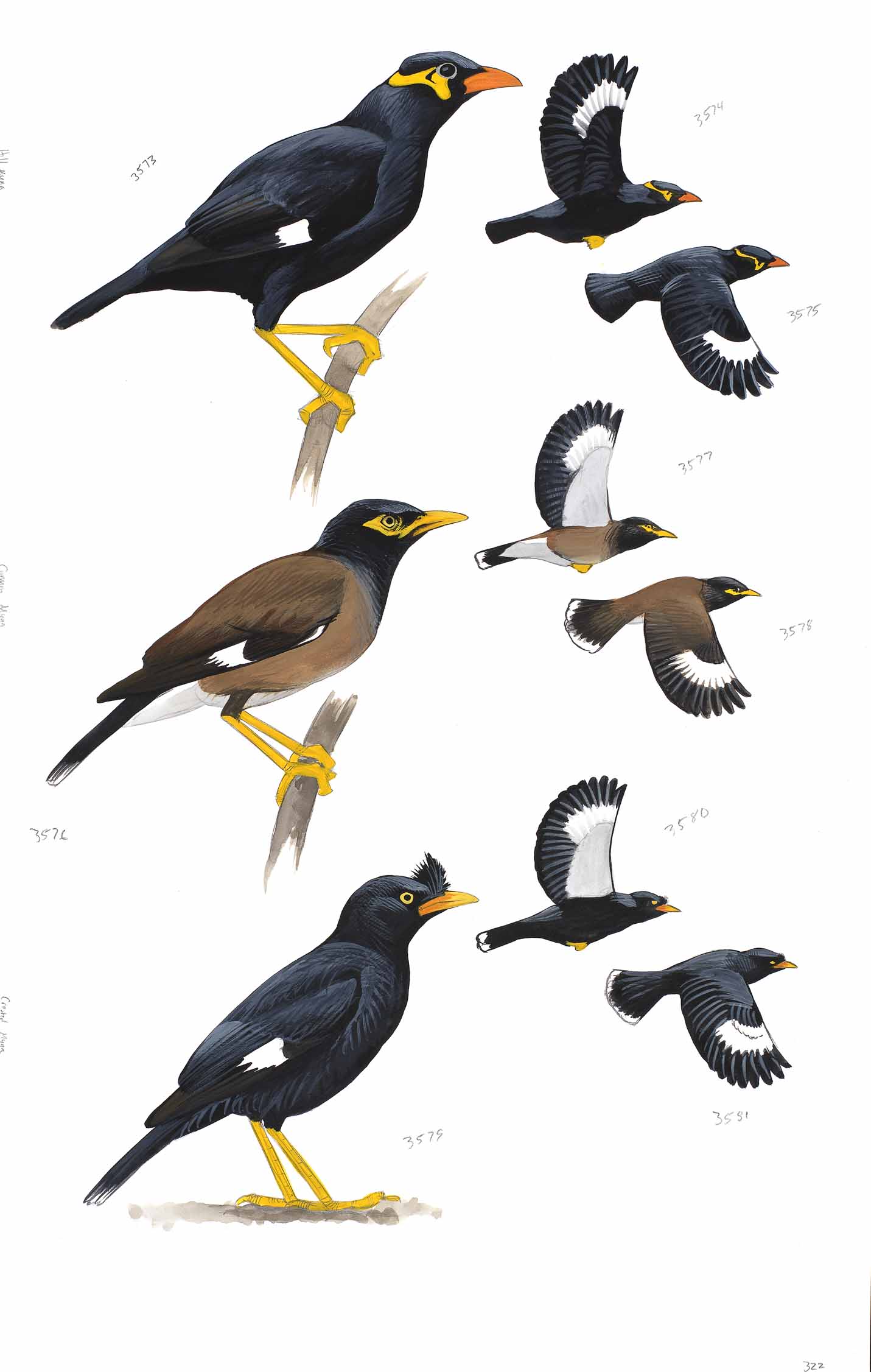 Common Hill Myna, Common Myna and Crested Myna - original art from the Sibley Guide to Birds