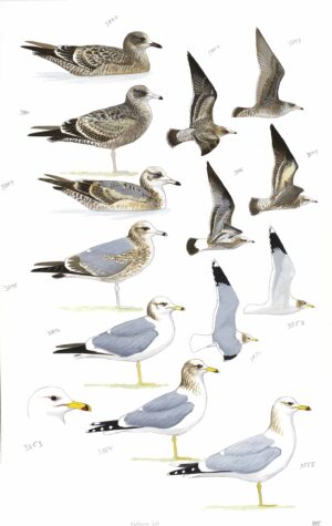 California Gull - original art from the Sibley Guide to Birds