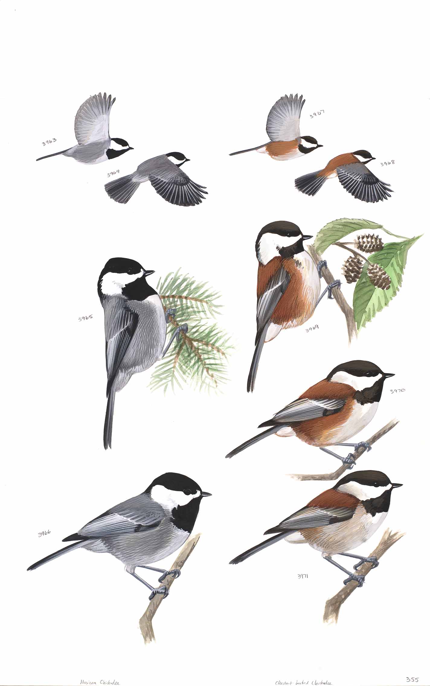 Mexican Chickadee and Chestnut-backed Chickadee - original art from the Sibley Guide to Birds