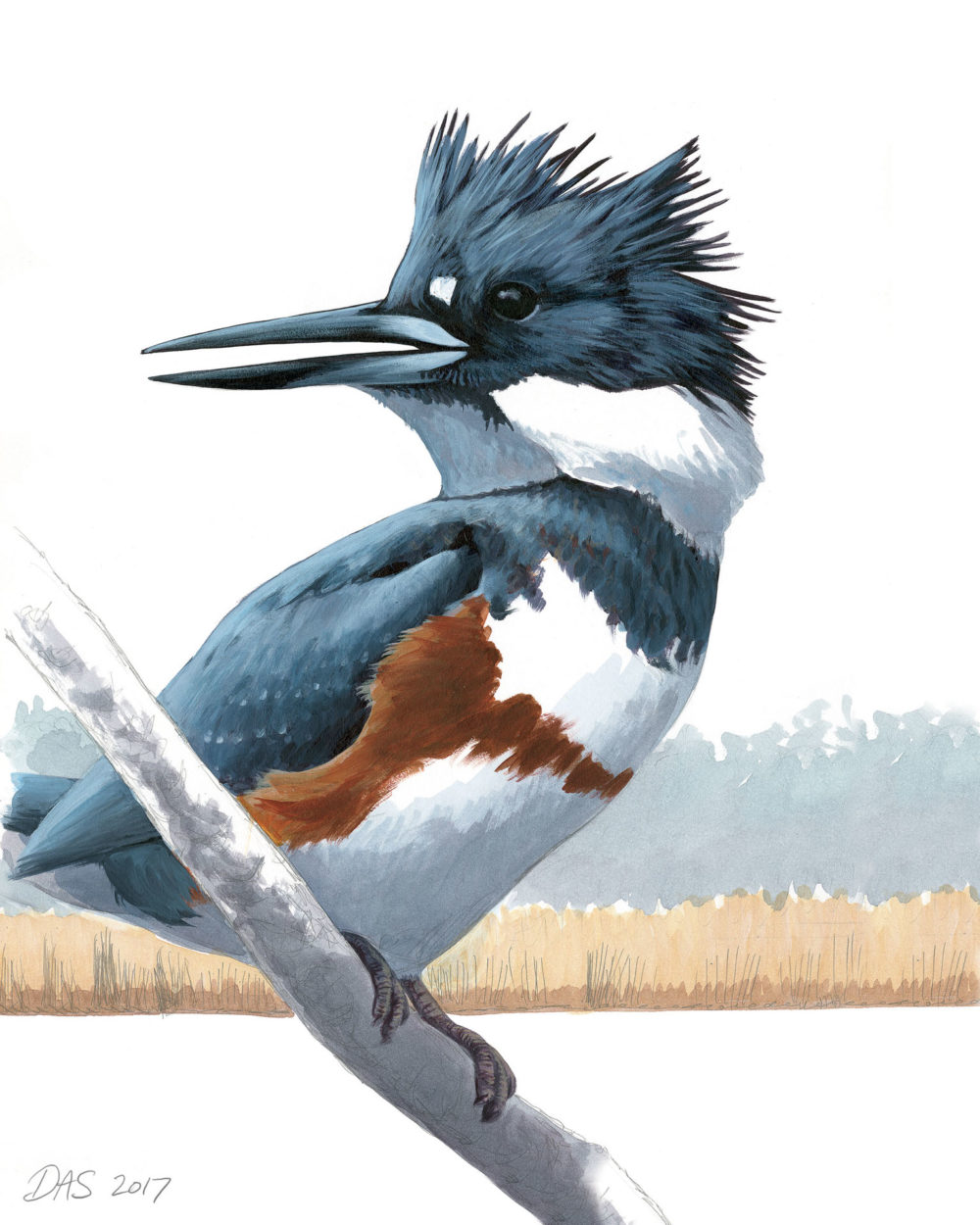 Belted Kingfisher