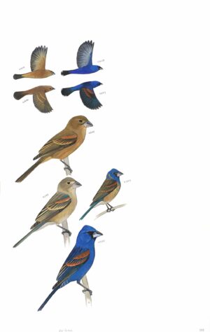 Blue Grosbeak - original art from the Sibley Guide to Birds