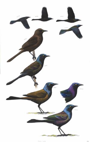 Common Grackle - original art from the Sibley Guide to Birds
