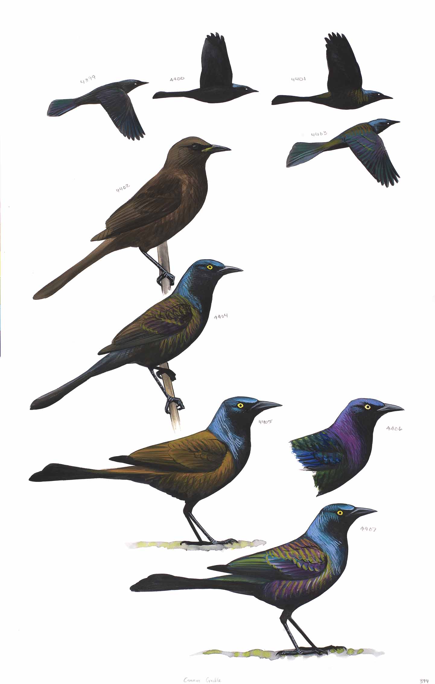 Common Grackle - original art from the Sibley Guide to Birds
