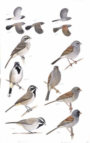 Black-throated Sparrow and Black-chinned Sparrow - original art from the Sibley Guide to Birds