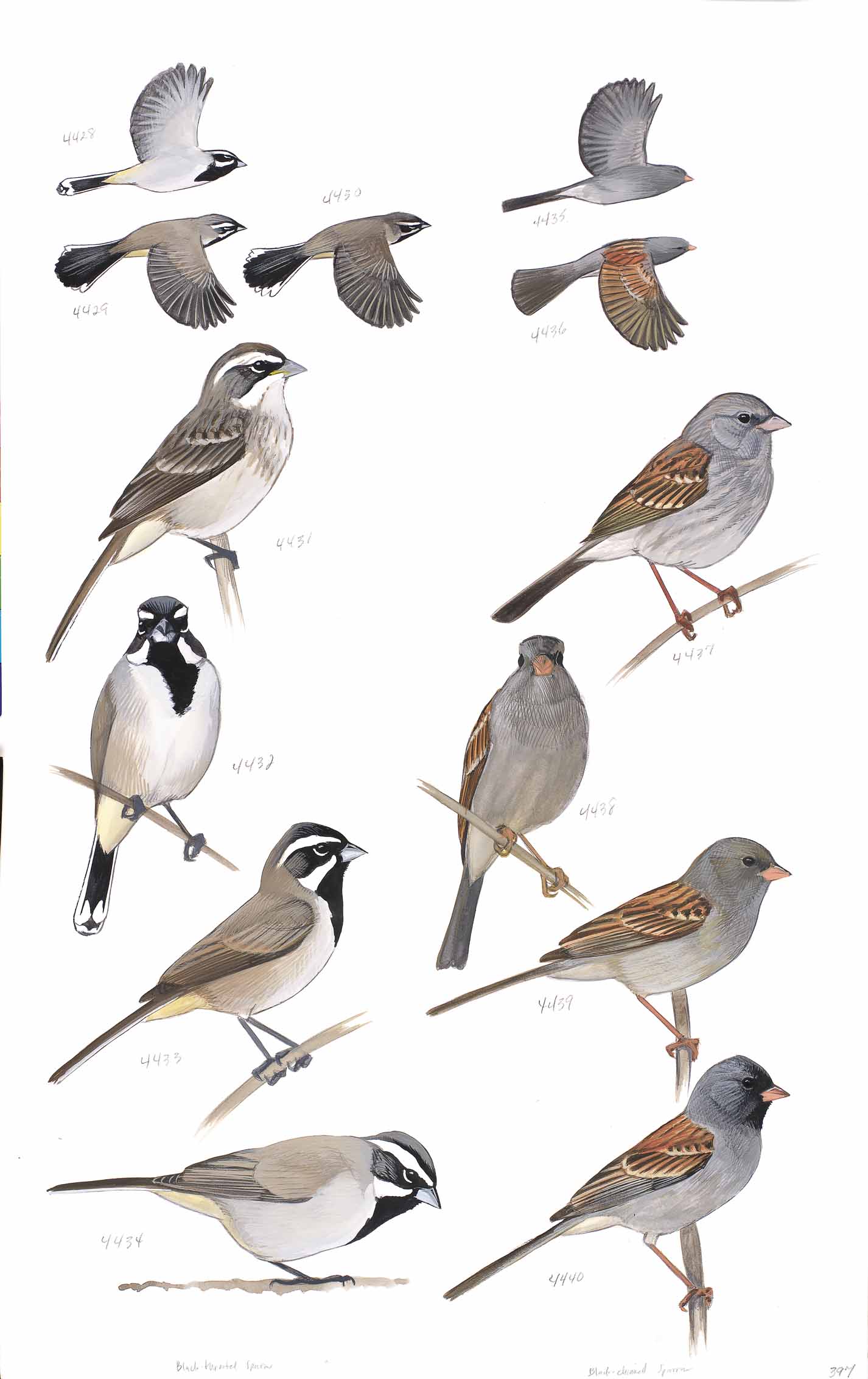 Black-throated Sparrow and Black-chinned Sparrow - original art from the Sibley Guide to Birds