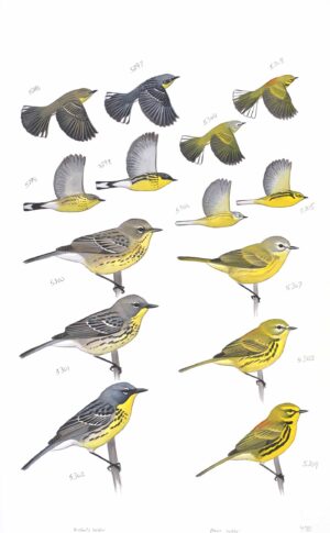 Kirtland's Warbler and Prairie Warbler - original art from the Sibley Guide to Birds