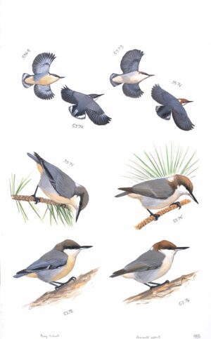 Pygmy Nuthatch and Brown-headed Nuthatch - original art from the Sibley Guide to Birds