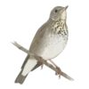 Distinguishing Hermit Thrush and Gray-cheeked Thrush