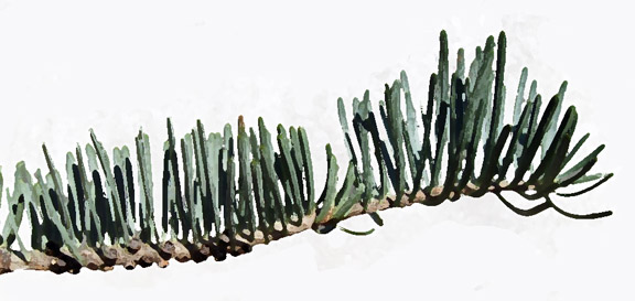 Abies_concolor_MtAuburnMA_20100317a_paint