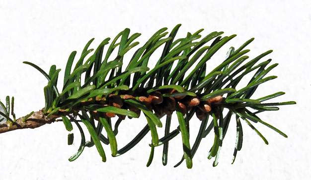 Abies_nordmanniana_MtAuburnMA_20100317g_paint