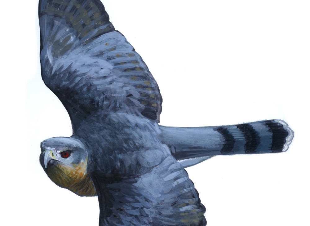 Cooper's Hawk, original acrylic painting copyright David Sibley
