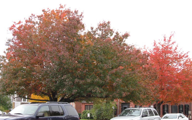 Cultivated Red Maples in Concord, MA, 23 October 2009. Photo copyright David Sibley.