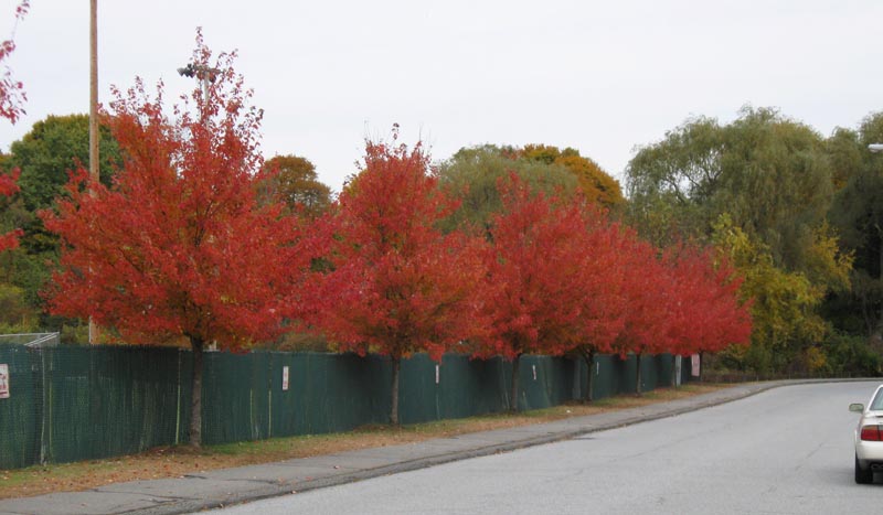 A line of planted Red Maple cultivars in Concord, MA, 9 November 2009. Photo copyright David Sibley. 