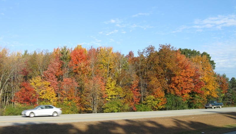 Acer_rubrum_wildNHOct2009 A wild stand of Red Maple, showing the diversity of color typical of this species. October 2009, New Hampshire. Photo copyright David Sibley.