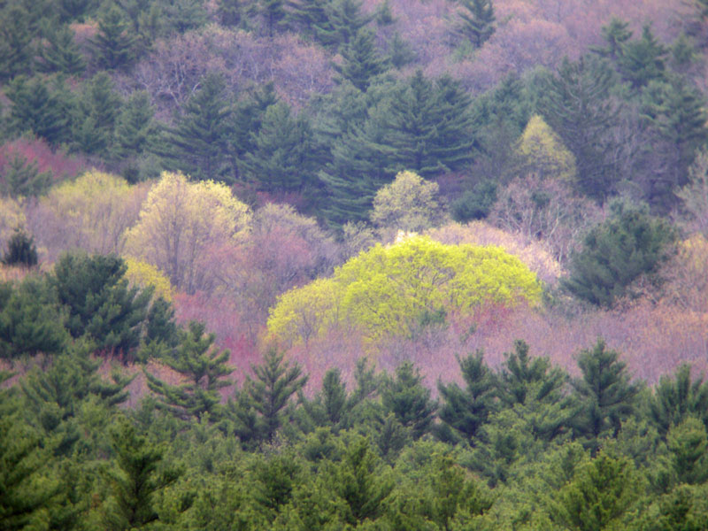 Acer_saccharum_easternCT_20080426a