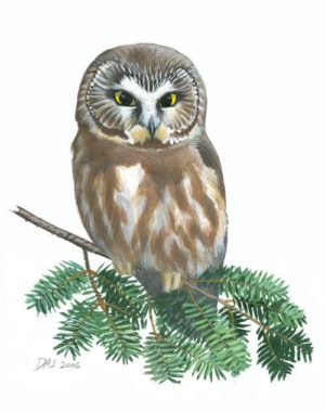 Northern Saw-whet Owl portrait