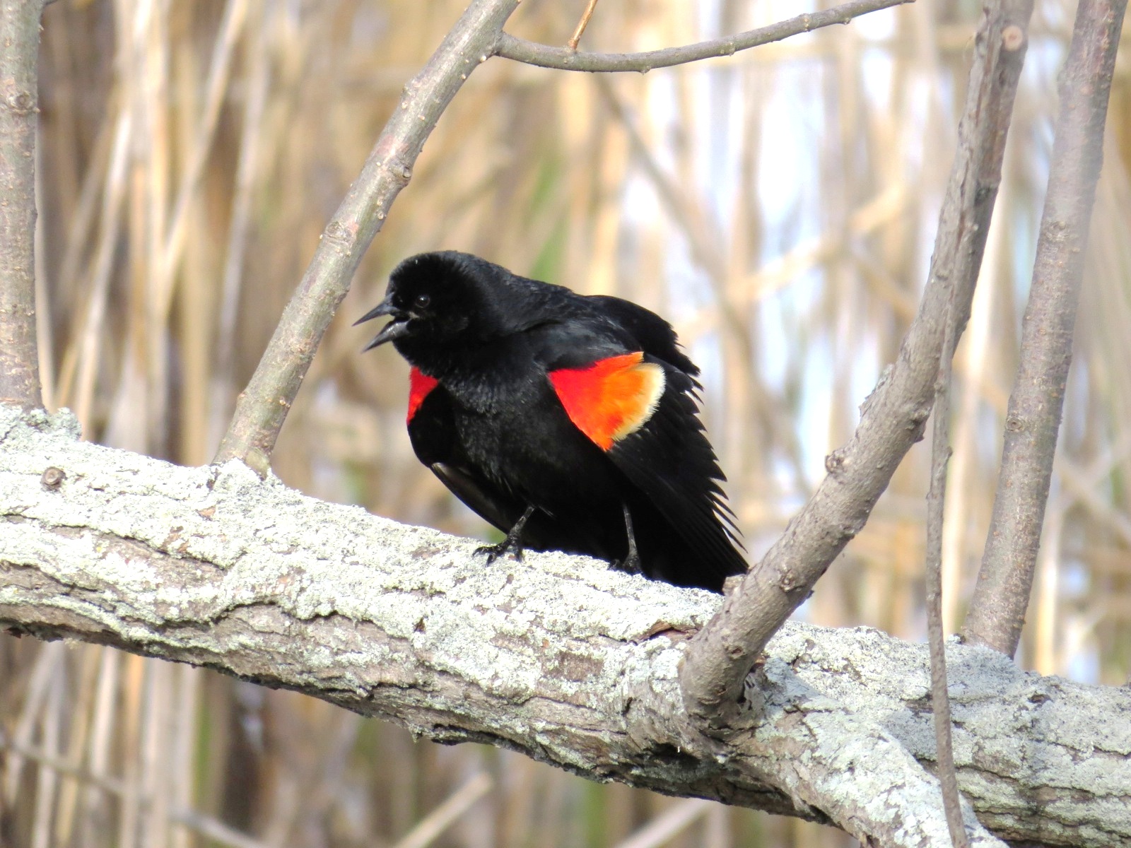 Red-Winged Blackbird