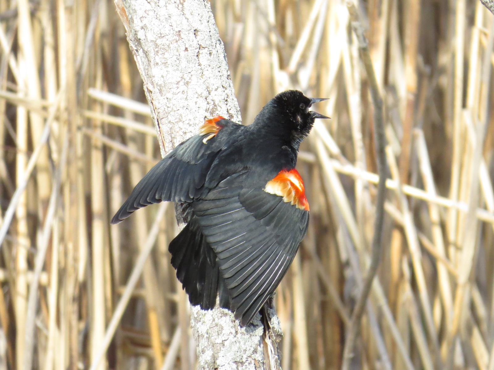 Male Red-winged Blackbird singing and facing away, so that we see the bright red feathers of the shoulders "edge-on" and can see to their whitish base.