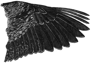 American_Woodcock_wing