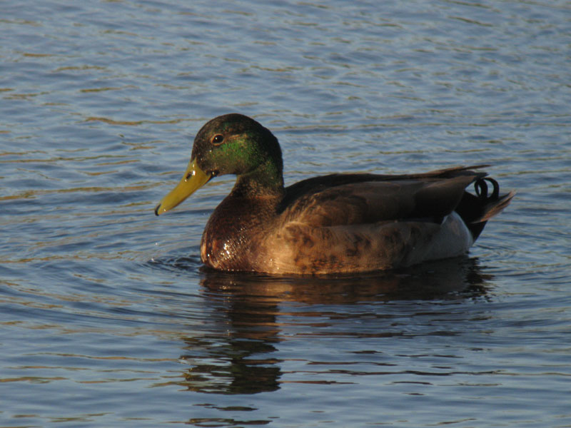 Anas_platyrhynchos_diazi_TucsonAZ_20110503_IMG_4168_web