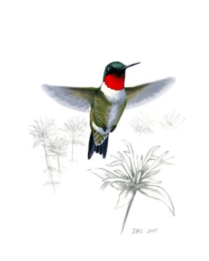 Ruby-throated Hummingbird print