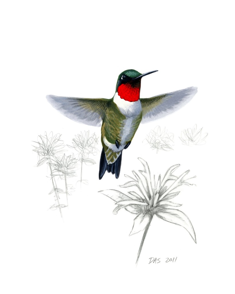Ruby-throated Hummingbird print