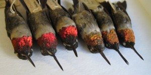 Archilochus_colubris_MCZ_20110715_107_web