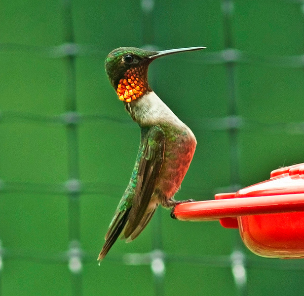 Archilochus_colubris_orange_Szantyr_Aug2011_web
