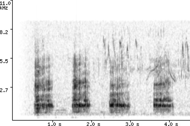 Ardea_alba_Argentina1