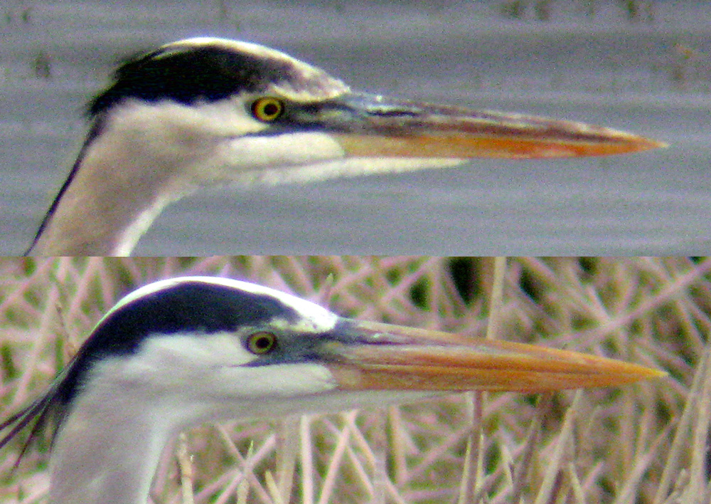 Ardea_herodias_compare_VieraWetlandsFL_20100130_web