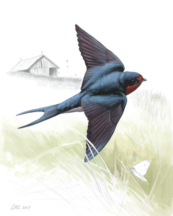 Barn Swallow print