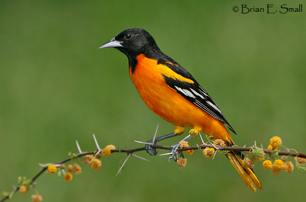 Baltimore-Oriole_T0B50901