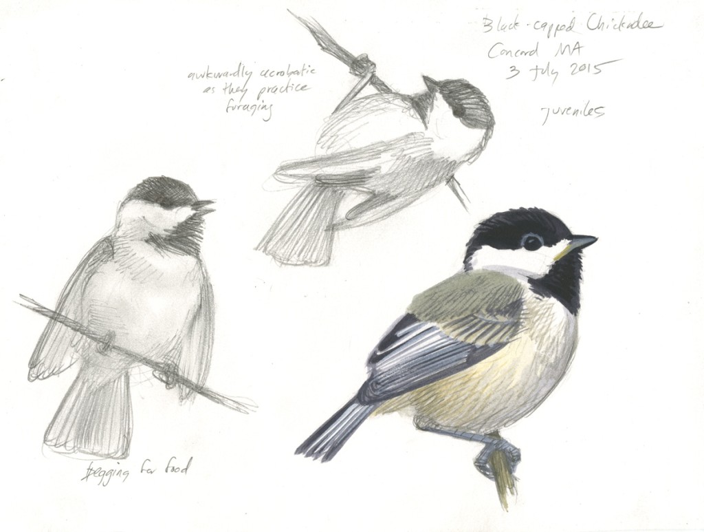 Black-capped Chickadee_sketch_20150703_web