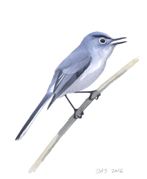 Blue-gray Gnatcatcher original art