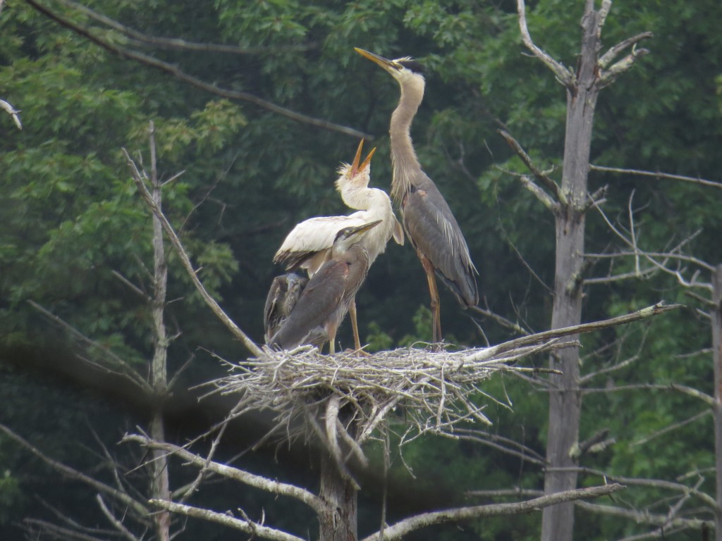 Dilute plumage partial albino Great Blue Heron in a nest in Bolton, MA, 7 July 2016. photo ©David Sibley