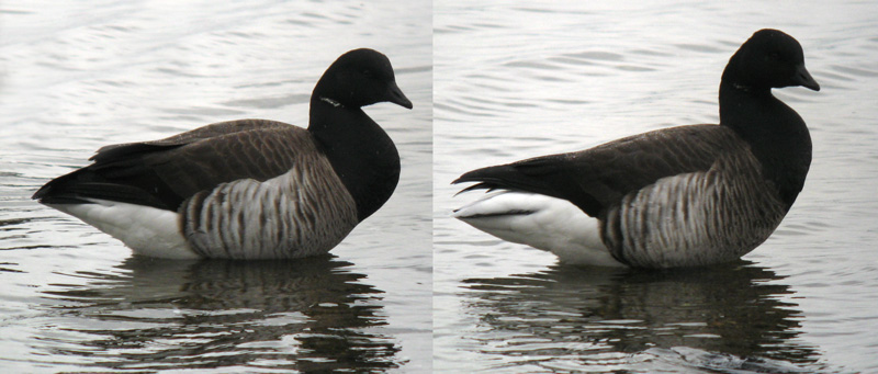 Branta_bernicla_RevereMA_20110208_IMG_3447_comp_web